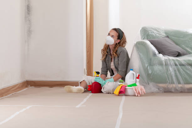 Reliable Mold Remediation contractor in Everett, MA by Cheap Mold Removal