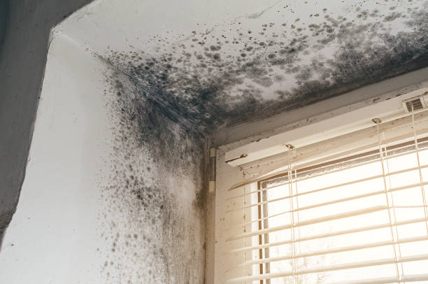 Trusted Crawl Space Mold Removal service in Everett, MA - Cheap Mold Removal