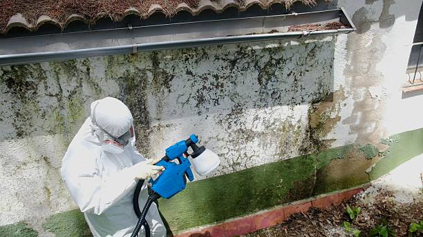 Trusted Attic Mold Removal service in Everett, MA - Cheap Mold Removal